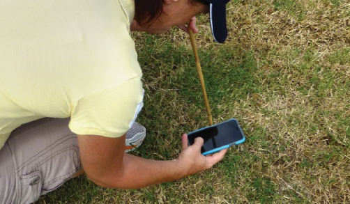 Report Fire Ants